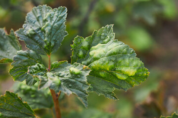 A currant leaf affected by a fungus. Twisted leaves of a currant bush with signs of a Anthracnose disease (or  Leaf Gall Midges).  