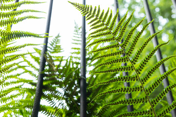 fern leaves are covered with larvae, of an unknown insect