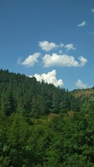 forest in the mountains