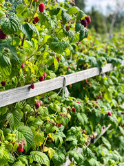 Raspberry bushes with ripe raspberries
