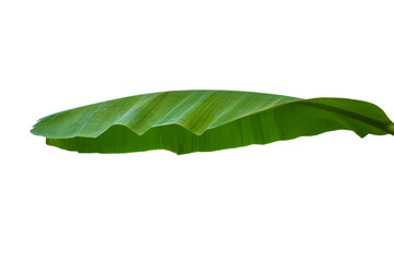 banana leaves isolated on a white background