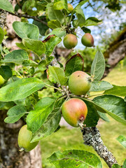 Unripe apples on old tree in garden.