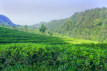rice field in the mountains
