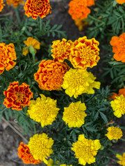 Tagetes, marigolds, close up.