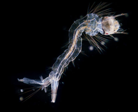 Anopheles mosquito larva under a microscope. Mosquitoes can act as vectors for many disease causing viruses and parasites