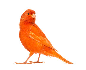 Red canary, Serinus canaria, against white background- Remastered - obrazy, fototapety, plakaty