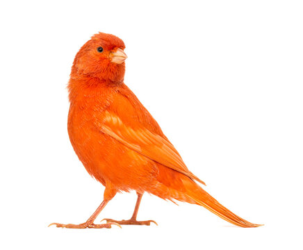 Red canary, Serinus canaria, against white background- Remastered