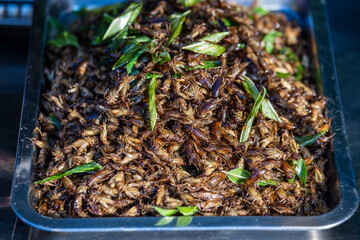 Close up fried cicada that is cooked to a street food of the rural folk, Thailand.