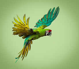 Military macaw, Ara militaris, flying, against a green background, studi shot © Eric Isselée