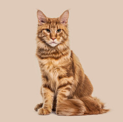 Sitting Ginger cat Main coon, against a colored background