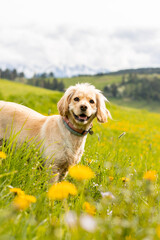 Golden Retriever in flowers, Happy Dog