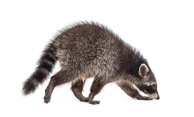 Fototapeta premium Side view of a young raccoon walking away, isolated on white