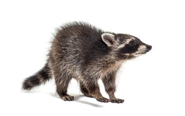 three months old young raccoon standing in front, isolated © Eric Isselée