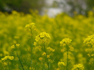 Yellow rapeseed flowers 