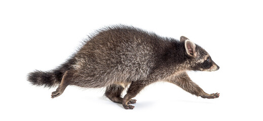 Side view of a young walking raccoon isolated on white - obrazy, fototapety, plakaty