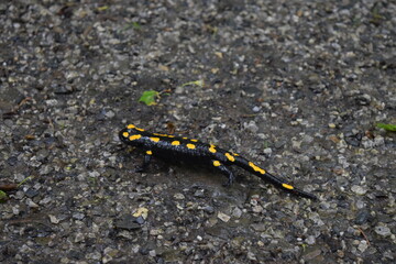 fire salamander; Germany; Harz Mountains
