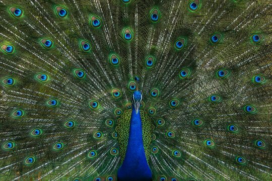 View of a Peafowl in safari park, Gazipur, Bangladesh.