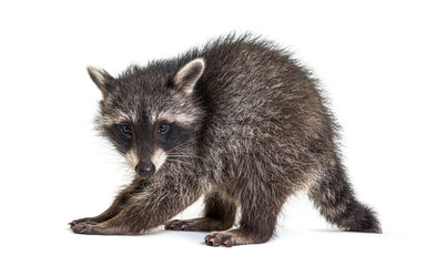 raccoon standing in front, isolated on white © Eric Isselée