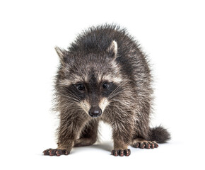 Obraz premium three months old young raccoon standing in front, isolated