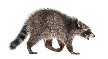 Side view of a young walking raccoon isolated on white