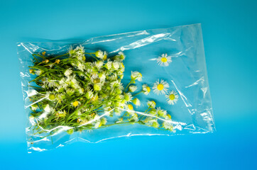 rectangular transparent packaging with chamomile flowers, on a blue background, Flat Lay