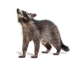 three months old young raccoon standing in front, isolated