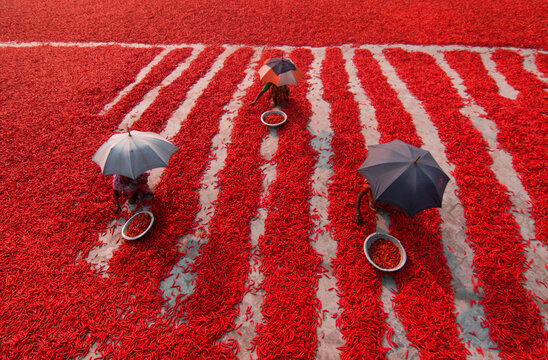 View of a few women picking red chilies in a field, Bogura, Bangladesh.