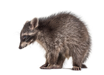 Portrait Side view of a Raccoon looking down, isolated