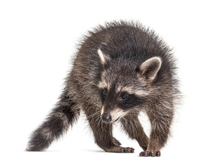 Obraz premium raccoon standing in front, isolated on white