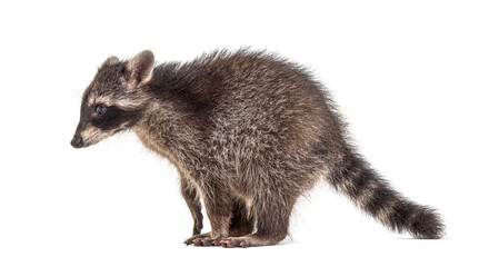 Portrait Side view of a Raccoon looking down, isolated