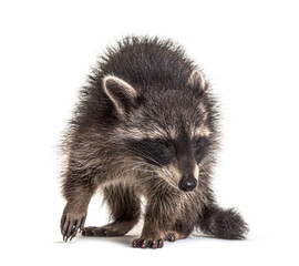 raccoon standing in front, isolated on white © Eric Isselée