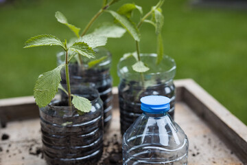 Horizontal view on plastic water bottles with soil which are reused to grow plants in a garden. Green reusable recycling concept for climate change. With selective focus