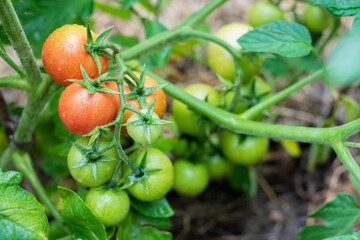Green and red tomatoes ripen in the vegetable garden in summer