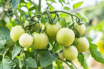 Group of fresh green tomatoes grow on bushes in the village