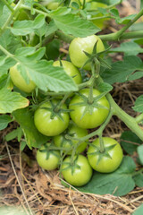 Group of fresh green tomatoes grow on bushes in the village