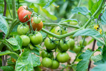 Green and red tomatoes ripen in the vegetable garden in summer