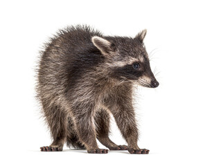 raccoon standing in front, isolated on white