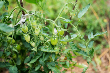Group of fresh green tomatoes grow on bushes in the village