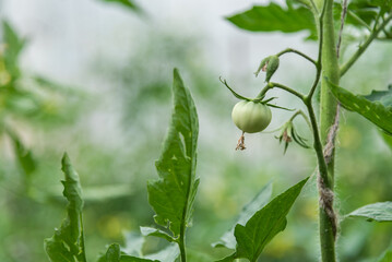 Green tomatoes grow in a vegetable garden in summer
