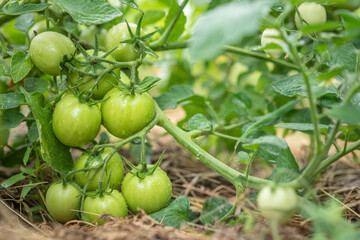 Group of fresh green tomatoes grow on bushes in the village