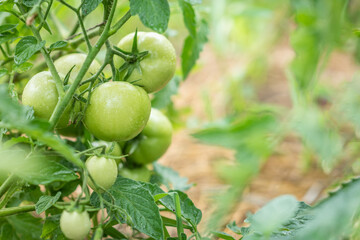 Group of fresh green tomatoes grow on bushes in the village