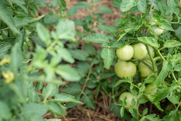 Green tomatoes grow in a vegetable garden in summer
