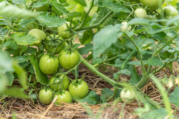 Group of fresh green tomatoes grow on bushes in the village