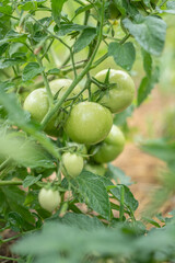Group of fresh green tomatoes grow on bushes in the village