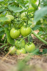 Group of fresh green tomatoes grow on bushes in the village