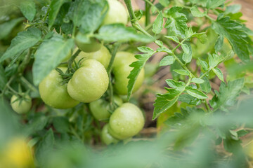 Green tomatoes grow in a vegetable garden in summer