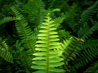 Sword Fern Leaf Standing