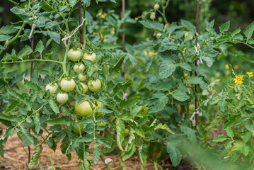 Green tomatoes grow in a vegetable garden in summer