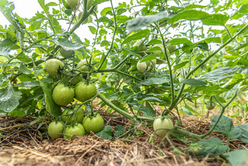 Green tomatoes grow in a vegetable garden in summer