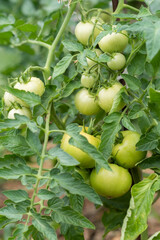 Green tomatoes grow in a vegetable garden in summer
